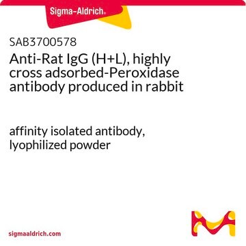 Anti-Rat IgG (H+L), highly cross adsorbed-Peroxidase antibody produced in rabbit affinity isolated antibody, lyophilized powder