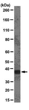 Anti-hnRNP A1 Antibody, clone 9H10 clone 9H10, from mouse