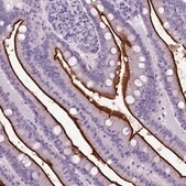 Anti-MME antibody produced in rabbit Prestige Antibodies&#174; Powered by Atlas Antibodies, affinity isolated antibody, buffered aqueous glycerol solution
