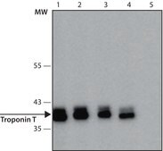 Anti-Troponin T antibody, Mouse monoclonal clone JLT-12, purified from hybridoma cell culture