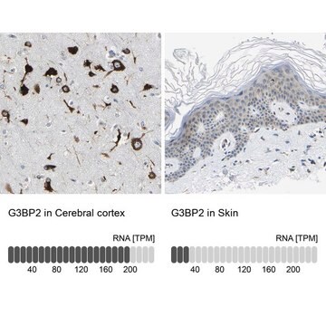 Anti-G3BP2 antibody produced in rabbit Prestige Antibodies&#174; Powered by Atlas Antibodies, affinity isolated antibody, buffered aqueous glycerol solution