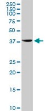 Anti-STX18 antibody produced in rabbit purified immunoglobulin, buffered aqueous solution