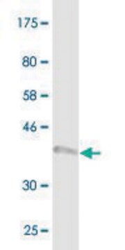 Monoclonal Anti-BNIP3L antibody produced in mouse clone 2E11, purified immunoglobulin, buffered aqueous solution