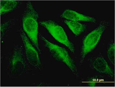 Monoclonal Anti-CEACAM6 antibody produced in mouse clone 1G2, purified immunoglobulin, buffered aqueous solution