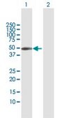 Anti-CXADR antibody produced in rabbit purified immunoglobulin, buffered aqueous solution