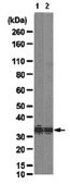 Anti-PCNA Antibody from rabbit