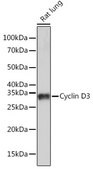 Anti-Cyclin D3 Antibody, clone 4C5C8, Rabbit Monoclonal