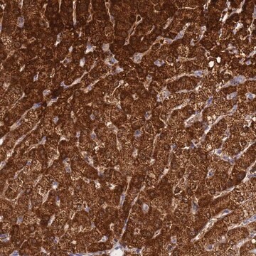 Anti-FAHD2A antibody produced in rabbit Prestige Antibodies&#174; Powered by Atlas Antibodies, affinity isolated antibody, buffered aqueous glycerol solution
