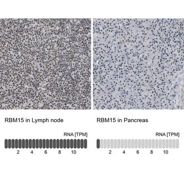 Anti-RBM15 antibody produced in rabbit Prestige Antibodies&#174; Powered by Atlas Antibodies, affinity isolated antibody, buffered aqueous glycerol solution