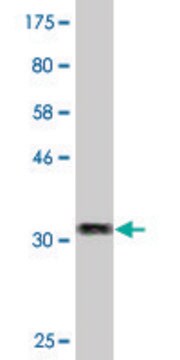 Monoclonal Anti-ZNRF4 antibody produced in mouse clone 1A8, purified immunoglobulin, buffered aqueous solution