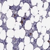 Anti-ADORA2A Prestige Antibodies&#174; Powered by Atlas Antibodies, affinity isolated antibody