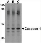 Anti-Caspase-1 (ab2) antibody produced in rabbit affinity isolated antibody, buffered aqueous solution