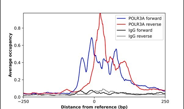 Anti-POLR3A antibody produced in rabbit Prestige Antibodies&#174; Powered by Atlas Antibodies, affinity isolated antibody, buffered aqueous glycerol solution