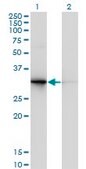 Monoclonal Anti-PDYN, (C-terminal) antibody produced in mouse clone 2E12, purified immunoglobulin, buffered aqueous solution