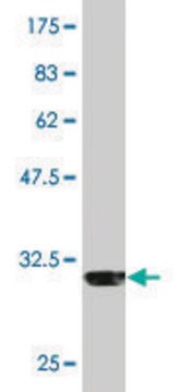 Monoclonal Anti-IL8, (C-terminal) antibody produced in mouse clone 6D12, purified immunoglobulin, buffered aqueous solution