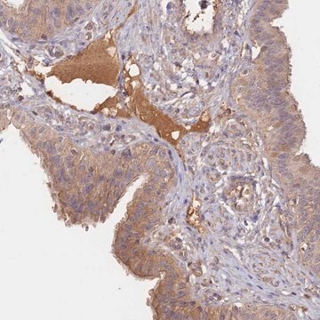 Anti-CLCF1 antibody produced in rabbit Prestige Antibodies&#174; Powered by Atlas Antibodies, affinity isolated antibody, buffered aqueous glycerol solution