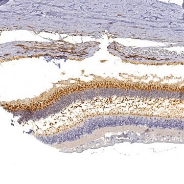 Anti-GNGT2 antibody produced in rabbit Prestige Antibodies&#174; Powered by Atlas Antibodies, affinity isolated antibody