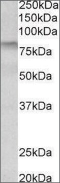 Anti-TGM3 antibody produced in goat affinity isolated antibody, buffered aqueous solution