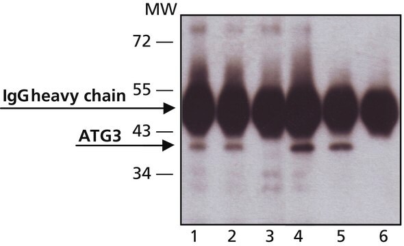 Anti-ATG3 (C-terminal) antibody produced in rabbit IgG fraction of antiserum, buffered aqueous solution