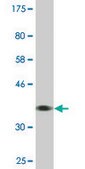 Monoclonal Anti-BCAP31, (C-terminal) antibody produced in mouse clone 3C5, ascites fluid