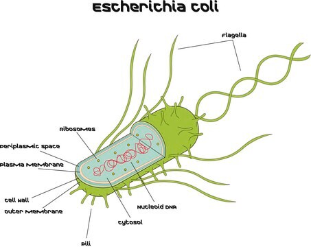 Escherichia coli Strain B, lyophilized cells