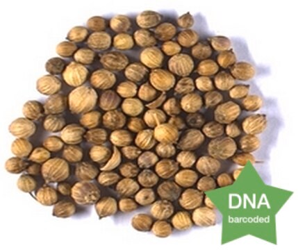 Coriandrum sativum Fruit Botanicalreference material