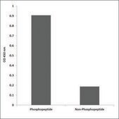 Anti-phospho-IGF1R (pTyr1161) antibody produced in rabbit affinity isolated antibody
