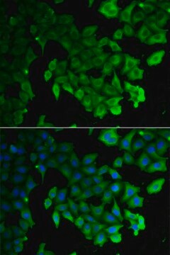 Anti-LC3A/LC3B antibody produced in rabbit