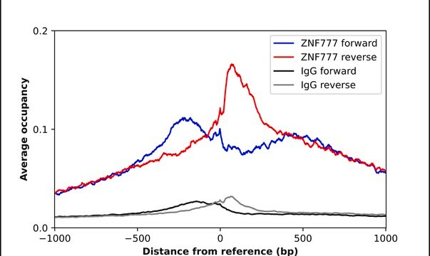Anti-ZNF777 antibody produced in rabbit Prestige Antibodies&#174; Powered by Atlas Antibodies, affinity isolated antibody, buffered aqueous glycerol solution