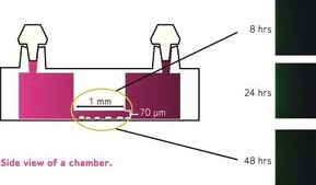 Millicell&#174; &#181;-Migration Assay Kit This Kit overcomes the limitations of traditional multiwell migration assays. Its microfluidic, low-volume technology promotes a stable, diffusion-generated concentration gradient that is consistently linear &amp; lasts for more than 48 hours.