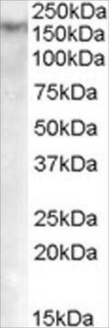 Anti-DNMT1 antibody produced in goat affinity isolated antibody, buffered aqueous solution