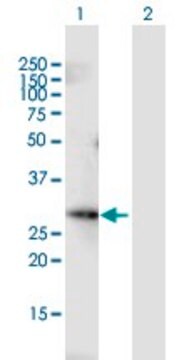 Anti-FGF13 antibody produced in mouse purified immunoglobulin, buffered aqueous solution