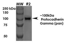 Monoclonal Anti-Vdac1 - Rpe antibody produced in mouse clone S152B-23, purified immunoglobulin
