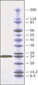 Lysostaphin from Staphylococcus staphylolyticus BioUltra, &#8805;97% (SDS-PAGE), Protein 40-60&#160;% by biuret, &#8805;2,000&#160;units/mg protein