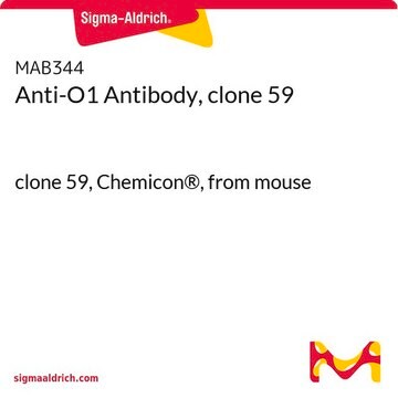 Anti-O1 Antibody, clone 59 clone 59, Chemicon&#174;, from mouse