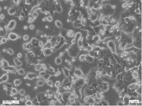 HT29 Cell Line human NOTE: Both the cell line and DNA from the cell line may be available for this product. Please choose -1VL or VIAL for cells, or -DNA-5UG for DNA, 91072201, human colon, Epithelial