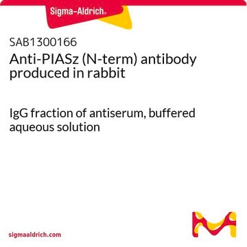 Anti-PIASz (N-term) antibody produced in rabbit IgG fraction of antiserum, buffered aqueous solution