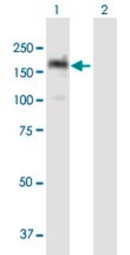 ANTI-PITPNM1 antibody produced in mouse purified immunoglobulin, buffered aqueous solution