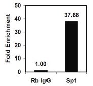 Magna ChIP&#174; A/G Chromatin Immunoprecipitation Kit Single day chromatin immunoprecipitation (ChIP) kit containing all necessary reagents to perform 22 individual chromatin immunoprecipitation (ChIP) reactions using magnetic A/G beads.