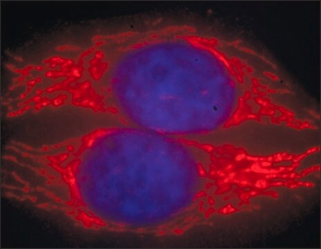 Anti-Mouse IgG (H+L), CF&#8482; 594 antibody produced in goat ~2&#160;mg/mL, affinity isolated antibody