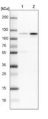Anti-GRIK2 antibody produced in rabbit Prestige Antibodies&#174; Powered by Atlas Antibodies, affinity isolated antibody, buffered aqueous glycerol solution