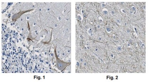 Anti-KIF3A Antibody, clone 4F9.1 clone 4F9.1, from mouse