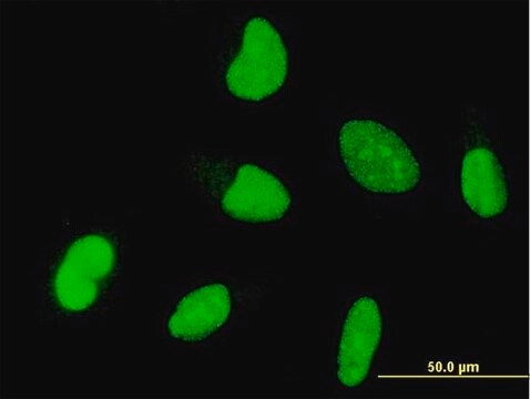 Monoclonal Anti-OTX1 antibody produced in mouse clone 1F2, purified immunoglobulin, buffered aqueous solution