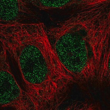 Anti-MAP3K7CL antibody produced in rabbit Prestige Antibodies&#174; Powered by Atlas Antibodies, affinity isolated antibody