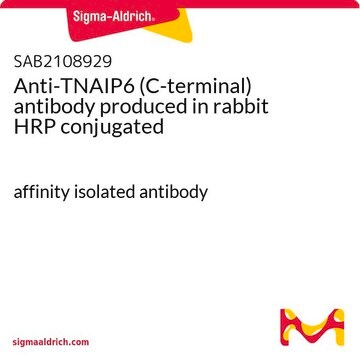 Anti-TNAIP6 (C-terminal) antibody produced in rabbit HRP conjugated affinity isolated antibody