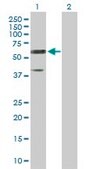 Anti-RTN2 antibody produced in rabbit purified immunoglobulin, buffered aqueous solution
