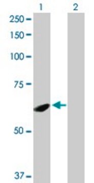 Anti-SPATA2 antibody produced in rabbit purified immunoglobulin, buffered aqueous solution