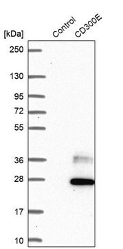 Anti-CD300E antibody produced in rabbit Prestige Antibodies&#174; Powered by Atlas Antibodies, affinity isolated antibody, buffered aqueous glycerol solution
