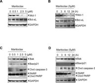 Anti-GAPDH antibody produced in rabbit ~1&#160;mg/mL, affinity isolated antibody, buffered aqueous solution