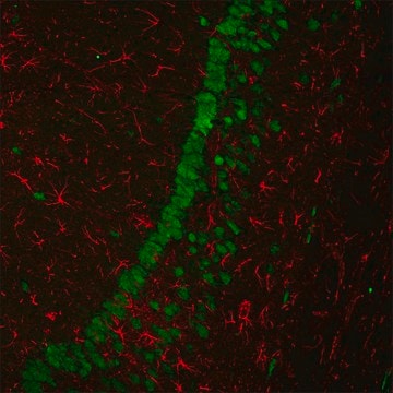 Anti-Rabbit IgG (H+L), F(ab&#8242;)2 fragment, CF&#8482;680 antibody produced in goat ~2&#160;mg/mL, affinity isolated antibody, buffered aqueous solution